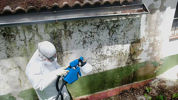 Trusted Crawl Space Mold Removal service in La Grange, IL - Cheap Mold Removal